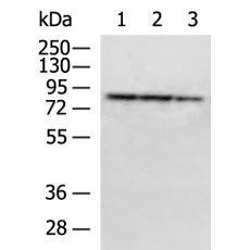 兔抗PTCD3多克隆抗體