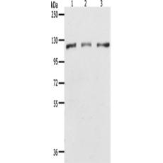 兔抗PARP1多克隆抗體