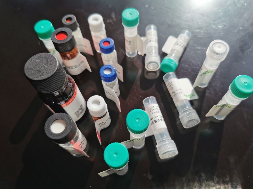 THYN1抗原（重組蛋白）