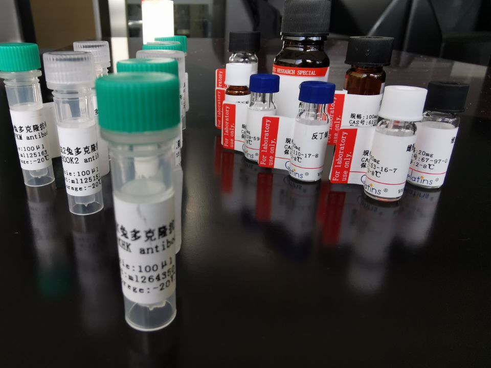 TNFAIP8抗原（重組蛋白）