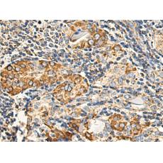 小鼠抗CYCS單克隆抗體