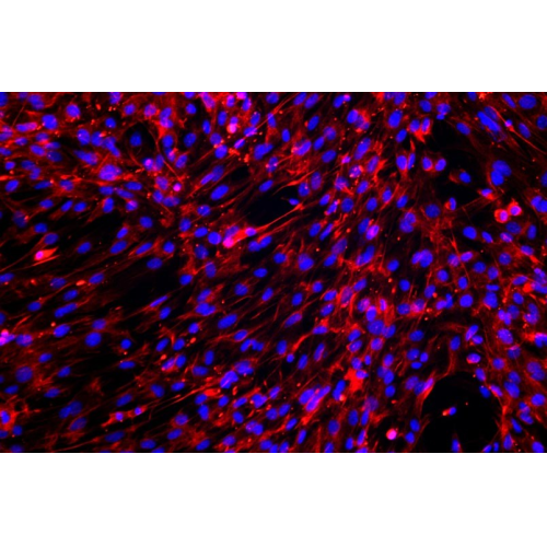 小鼠肺成纖維細胞