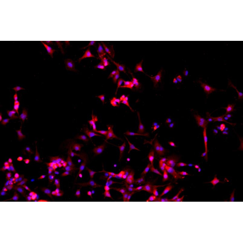 小鼠Ⅱ型肺泡上皮細胞