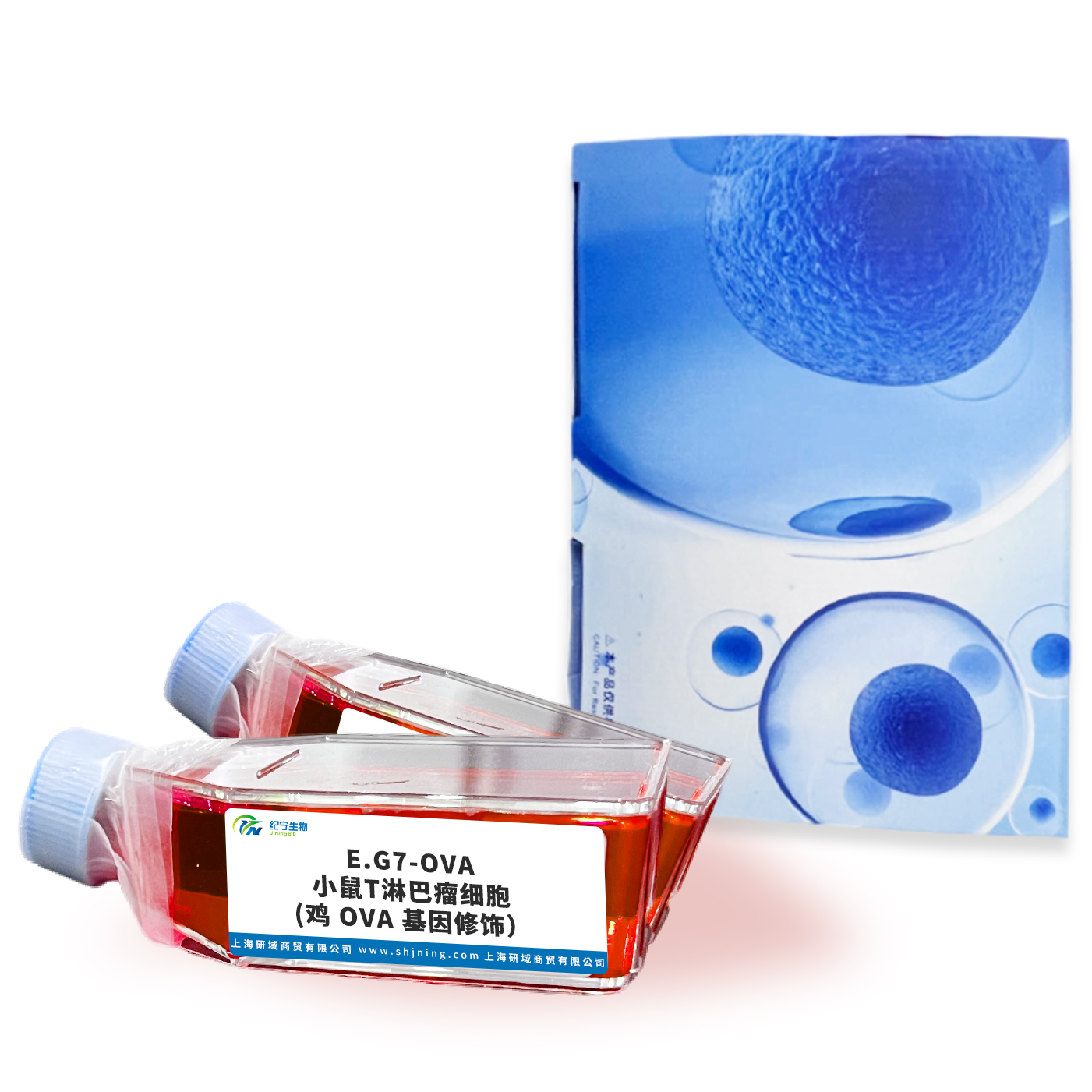 E.G7-OVA小鼠T淋巴瘤細胞(雞 OVA 基因修飾）