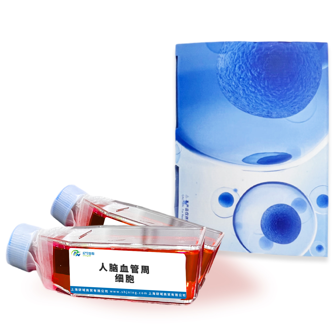 人腦血管周細(xì)胞