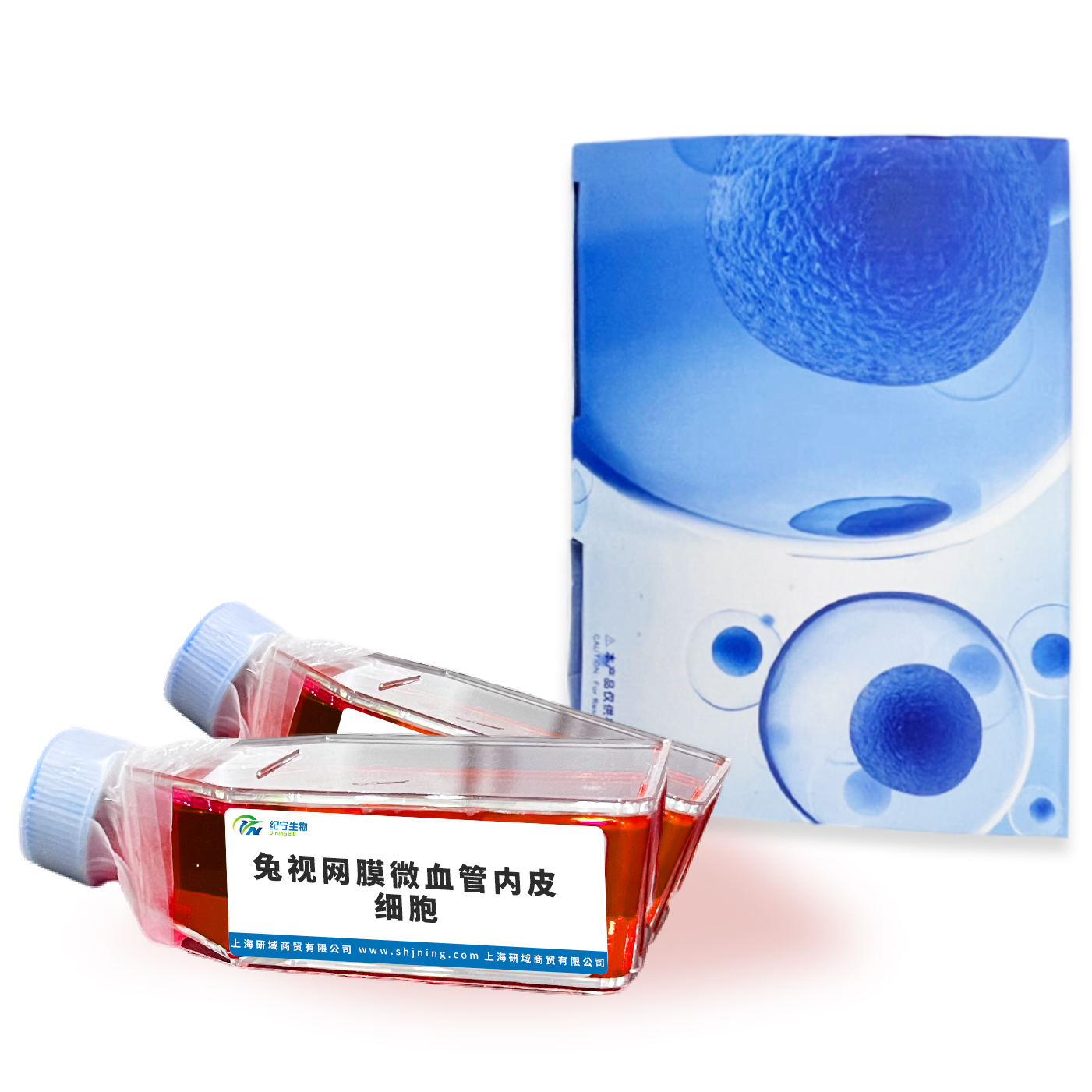 兔視網膜微血管內皮細胞