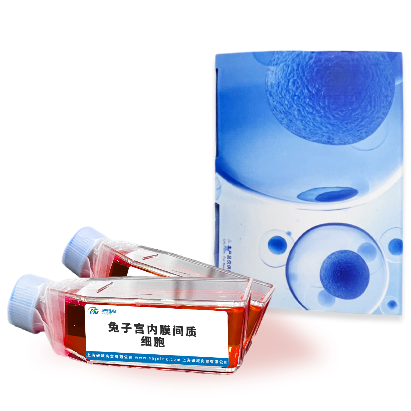 兔子宮內膜間質細胞