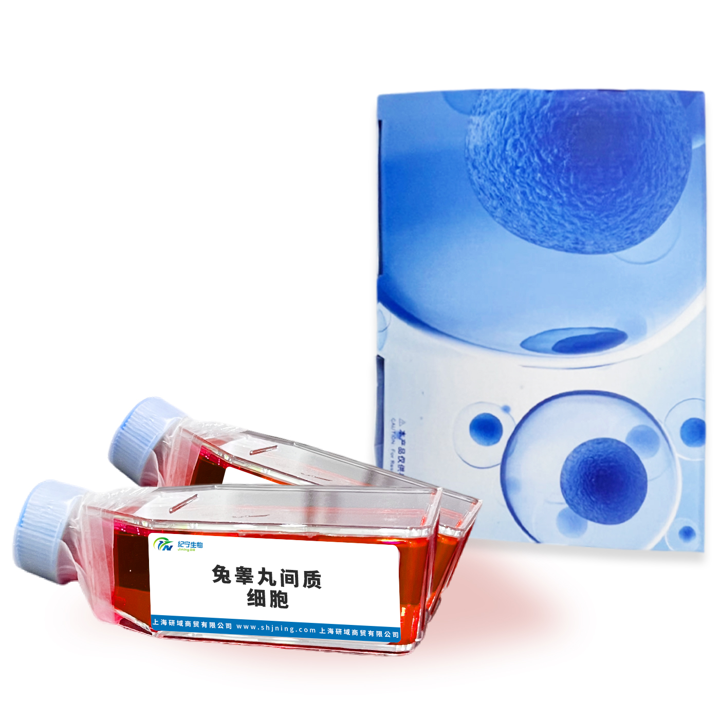 兔睪丸間質細胞